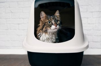 10 Best Cat Litter Boxes