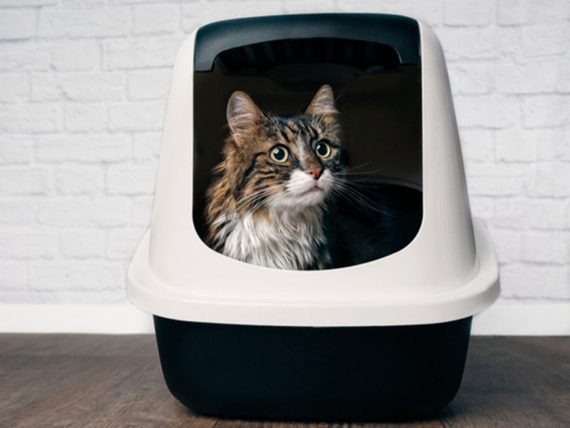 10 Best Cat Litter Boxes