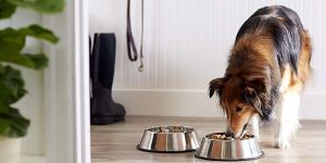 Best Bowls For Dogs