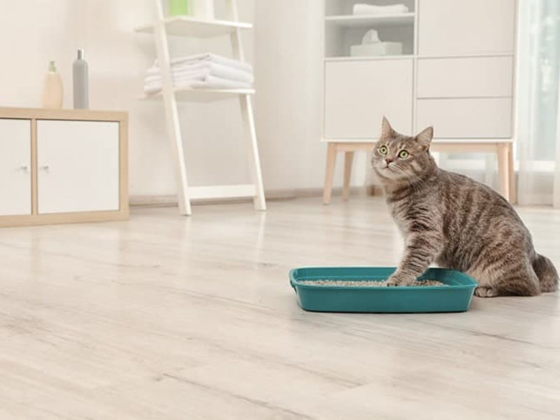 10 Best Cat Litters for 2021