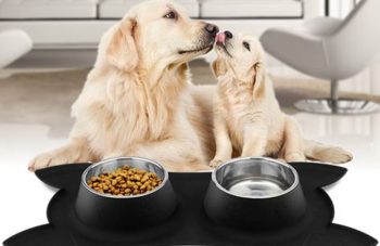 Best Dry Dog Food