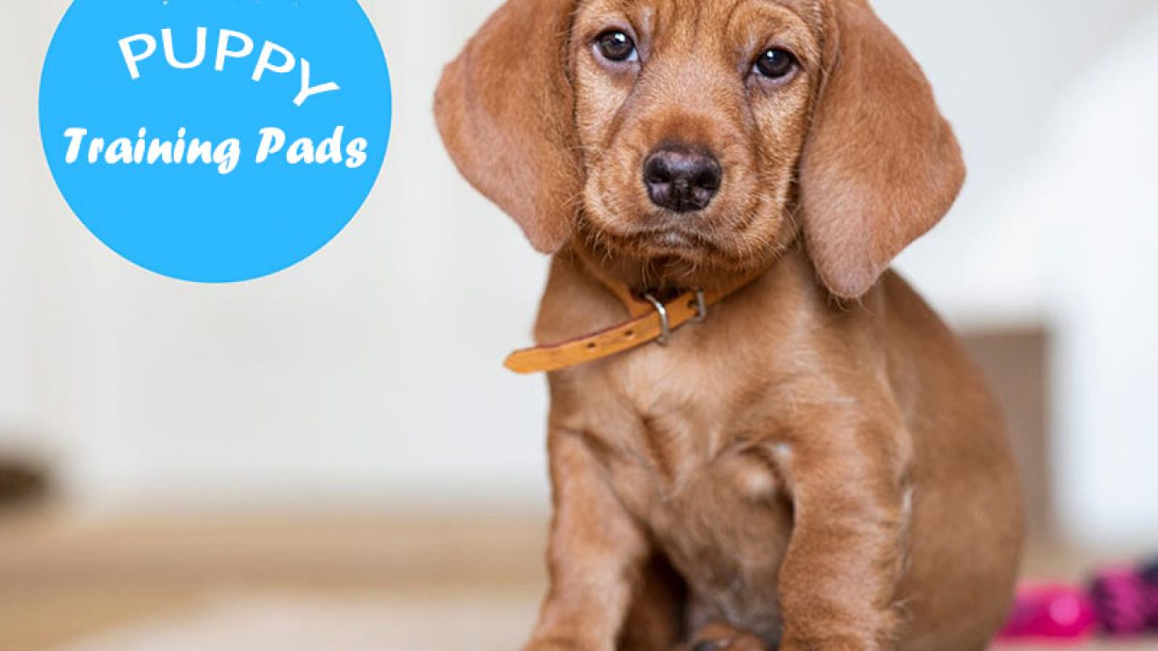 best puppy pads with attractant