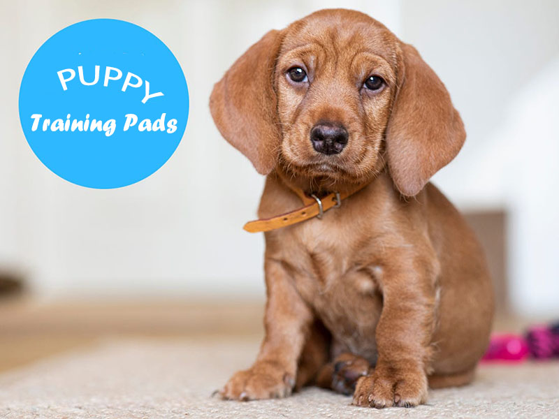 Best Puppy Training Pads for 2021