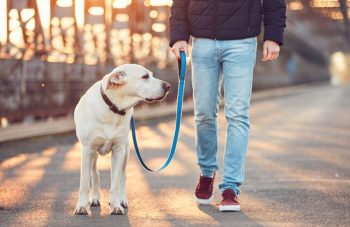 Best Dog Bowls