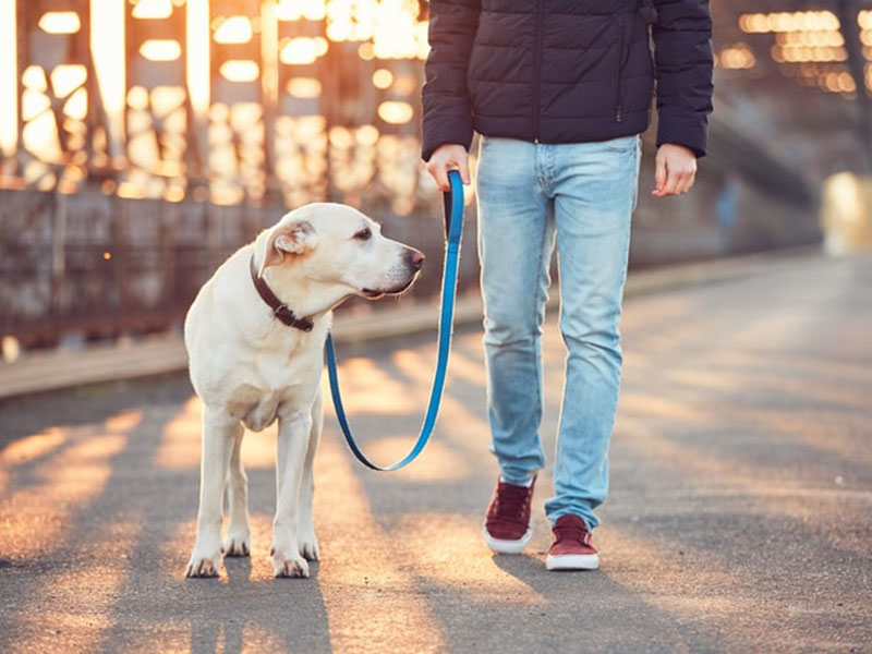 12 Best Dog Leashes in 2021