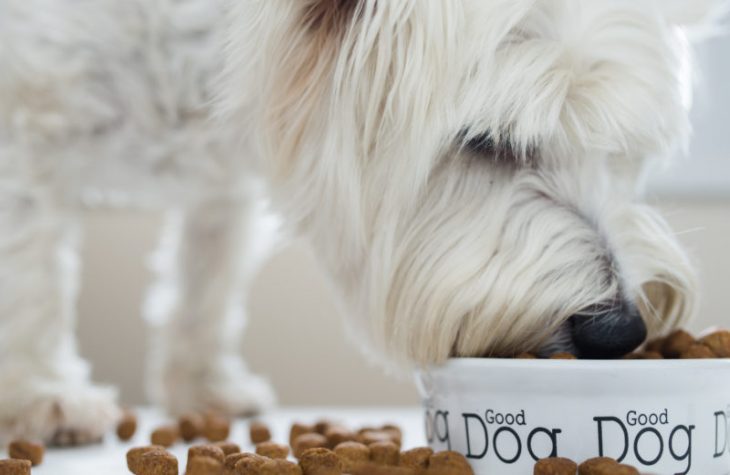 Best Dry Dog Food