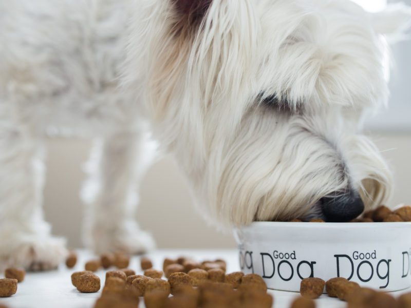 12 Best Dry Dog Foods of 2021