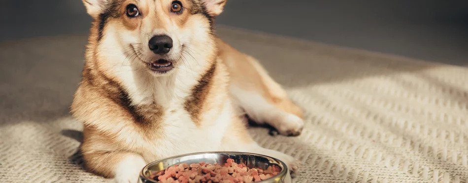 Best Dry Foods For Dogs