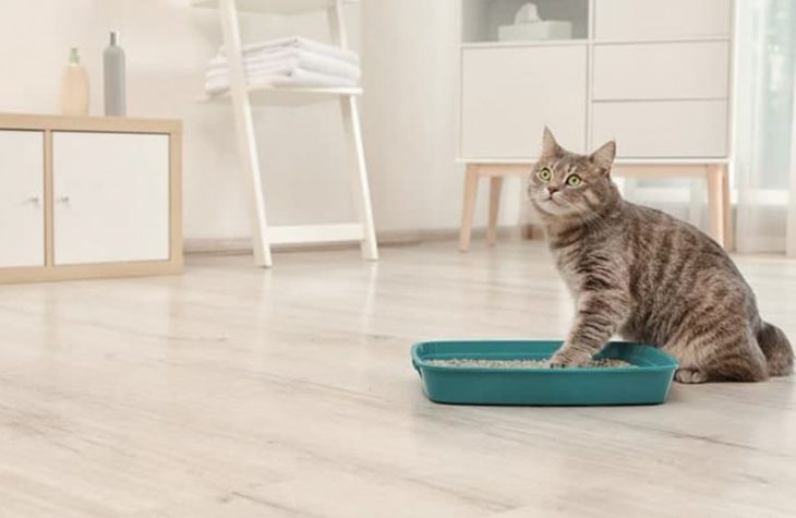 Best Cat Litter Reviews